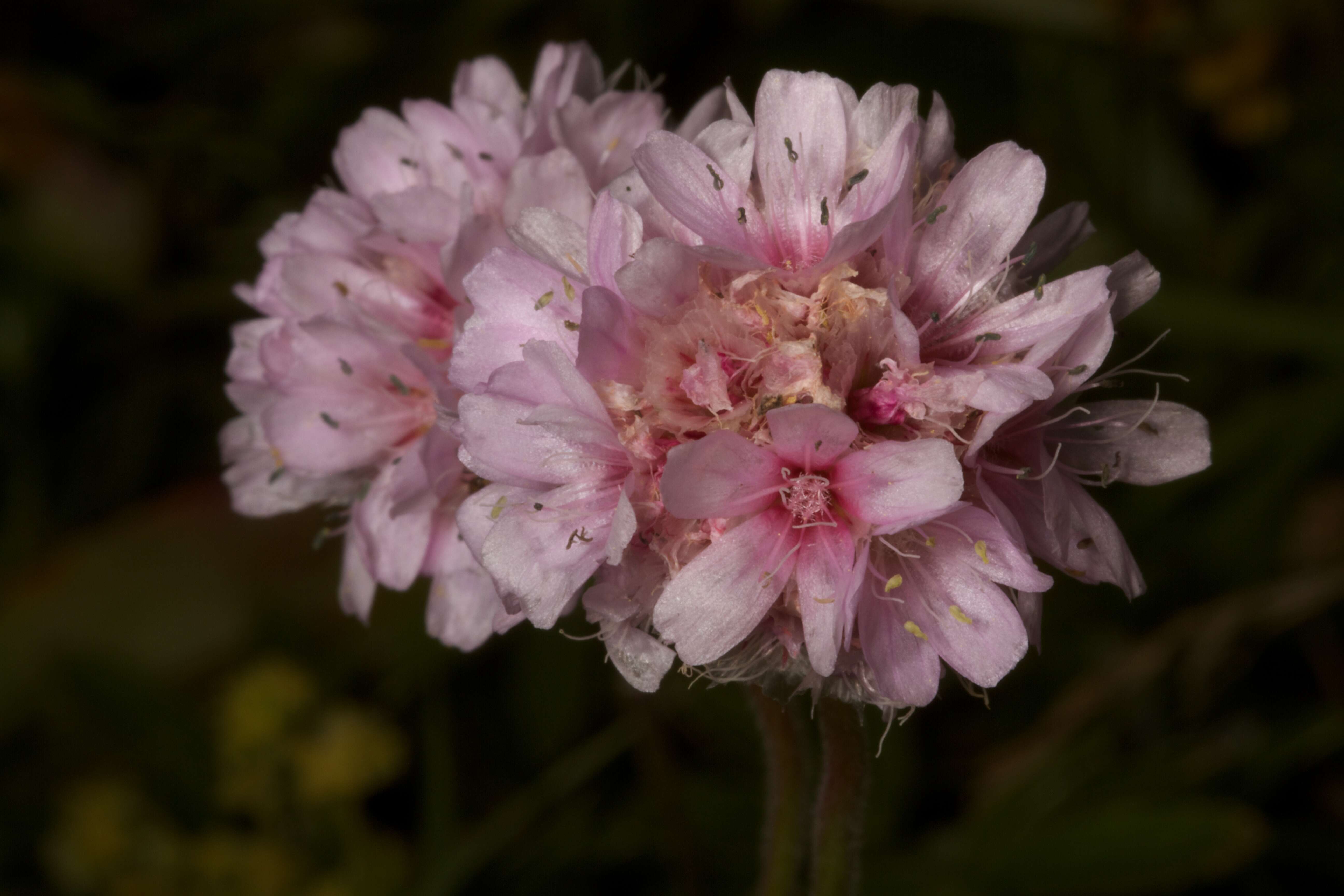 Image of thrift seapink