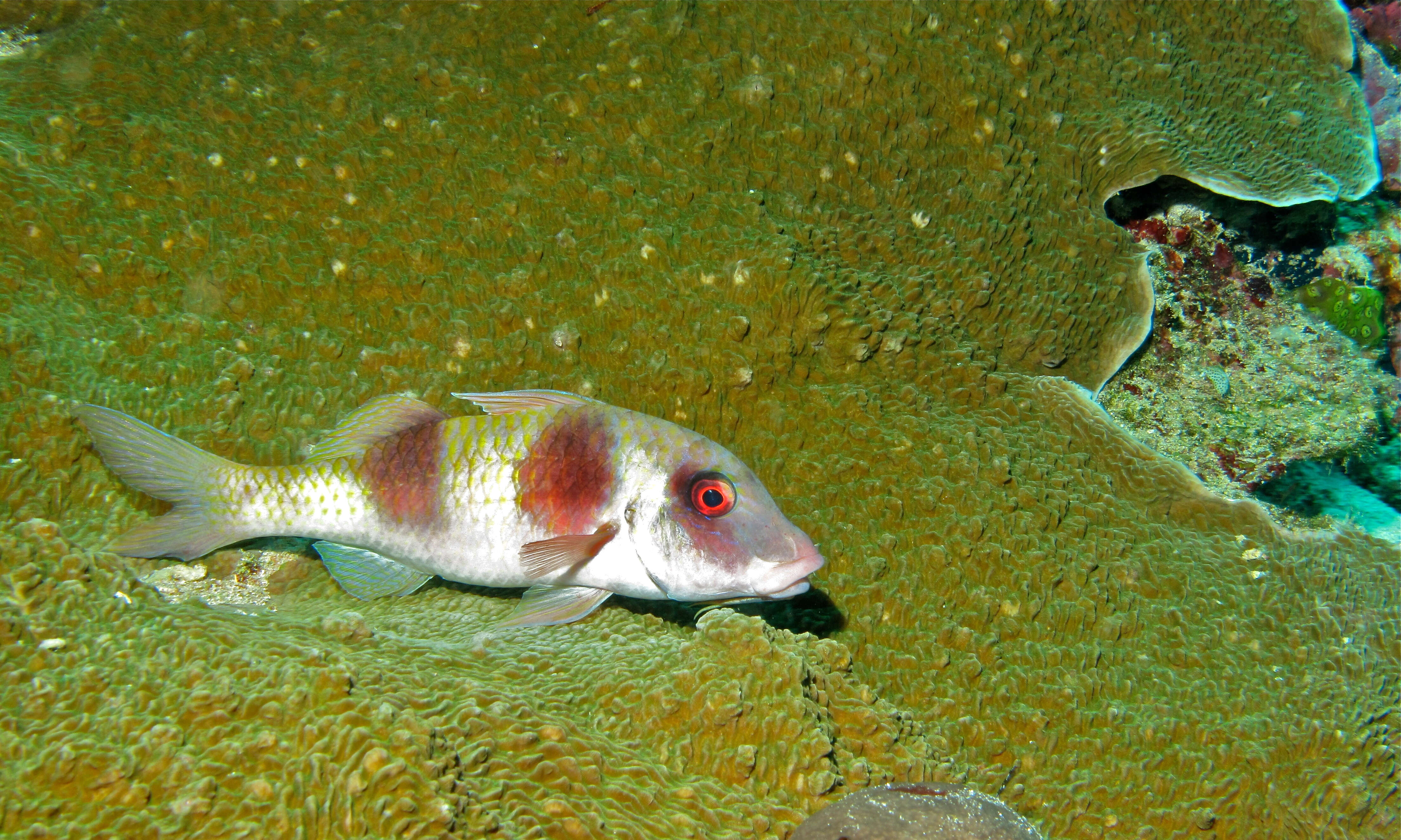 Image of Double-banded goatfish