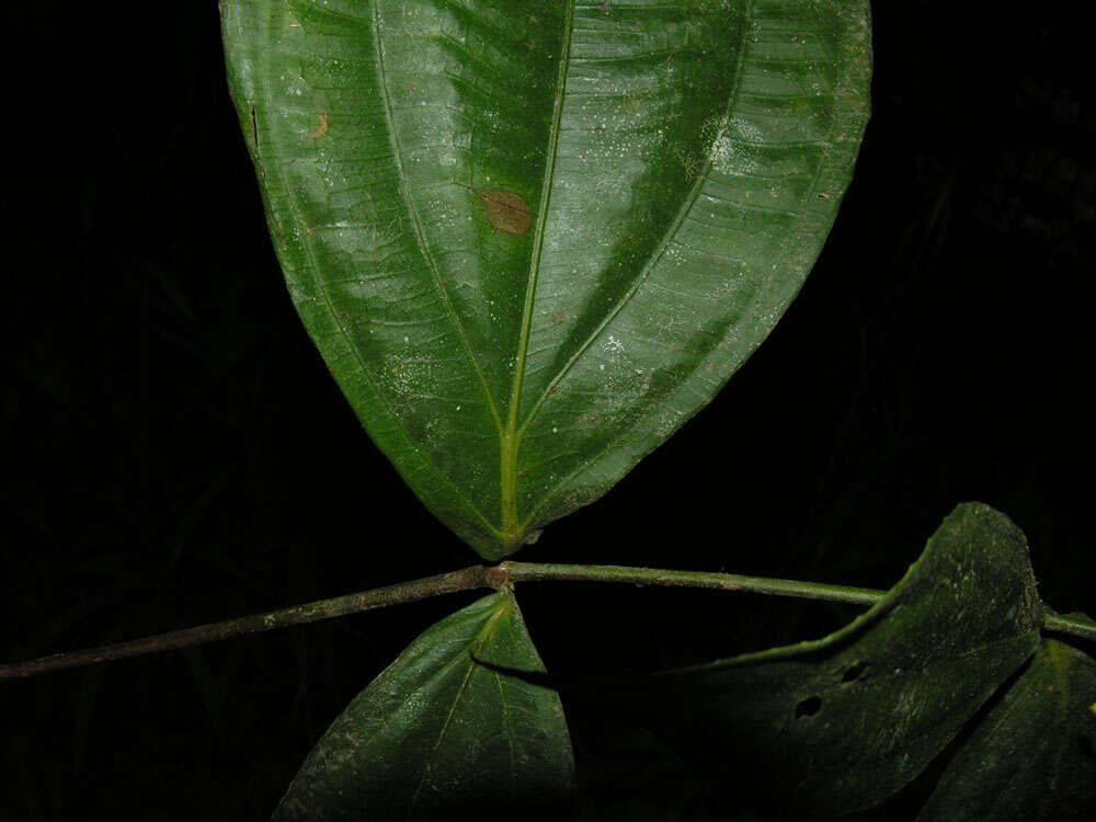 Image of snailwood