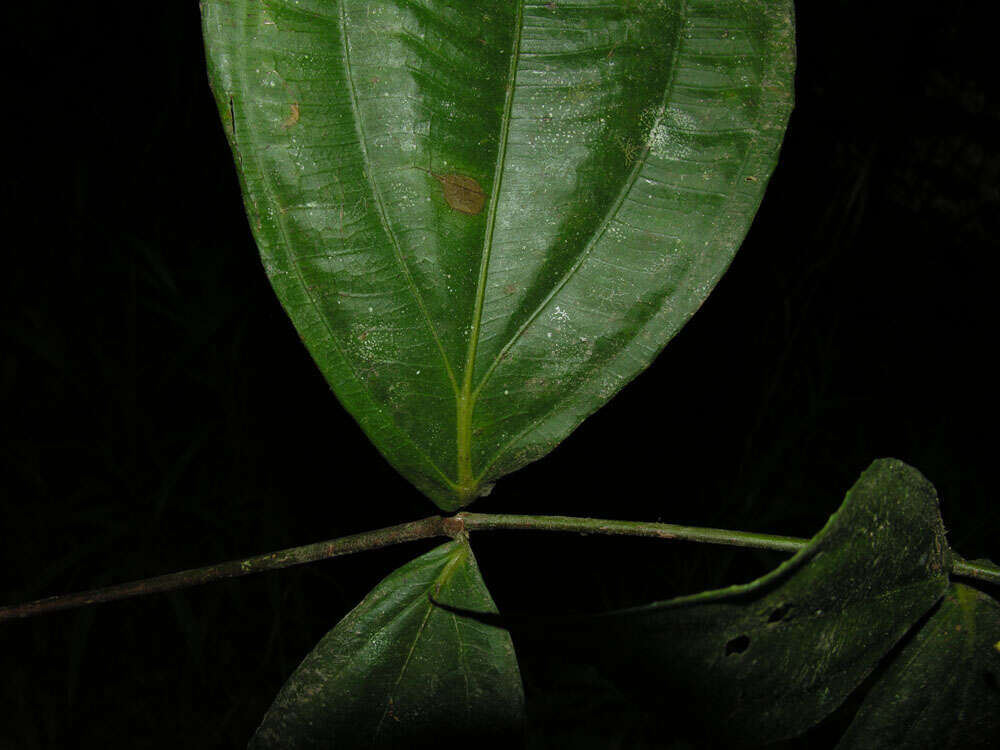 Image of Conostegia dissitiflora (Almeda) Kriebel