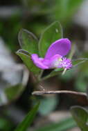 Image de Polygaloides paucifolia (Willd.) J. R. Abbott