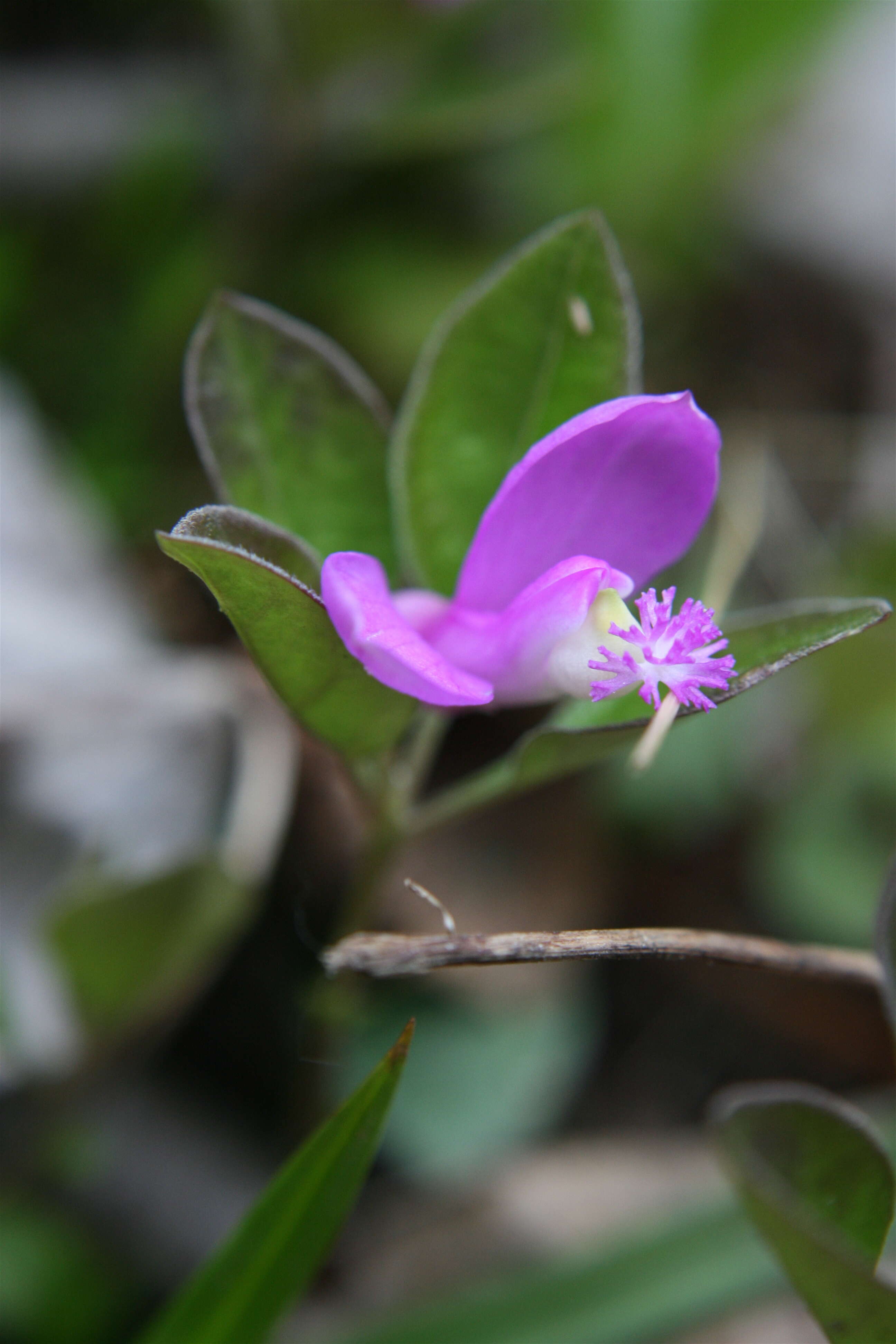 Image de Polygaloides paucifolia (Willd.) J. R. Abbott