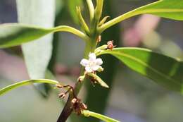 Image of Myoporum tenuifolium G. Forster