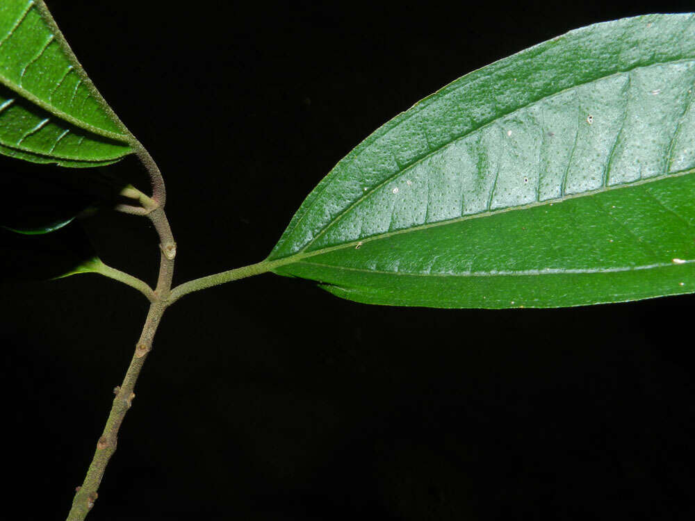 Image of Henriettea seemannii (Naud.) L. O. Williams