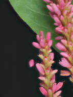 Image of Pinkweeds