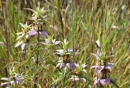 Image of Bee Balm