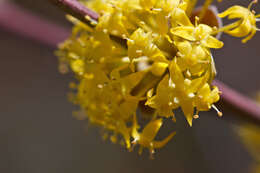 Image of Cornelian cherry dogwood