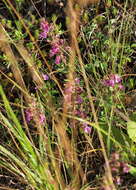 Image of Teucrium chamaedrys subsp. chamaedrys
