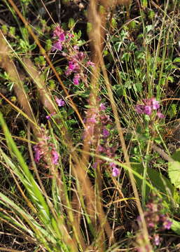 Image de Teucrium chamaedrys subsp. chamaedrys