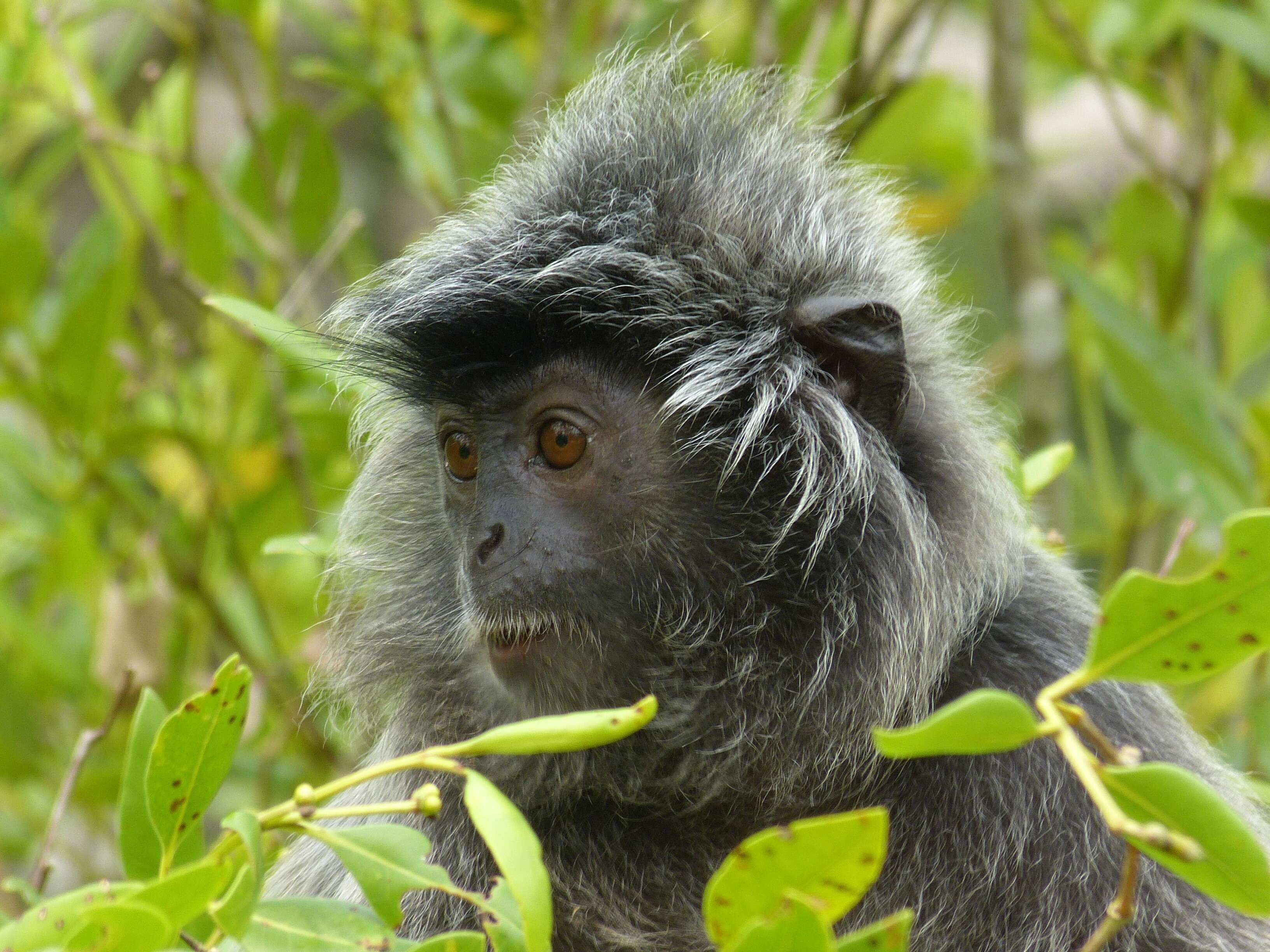 Image of Lutungs or leaf monkeys