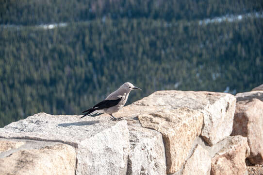 Image of Clark's Nutcracker