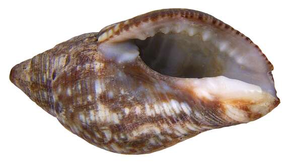 Image of spotted pisania