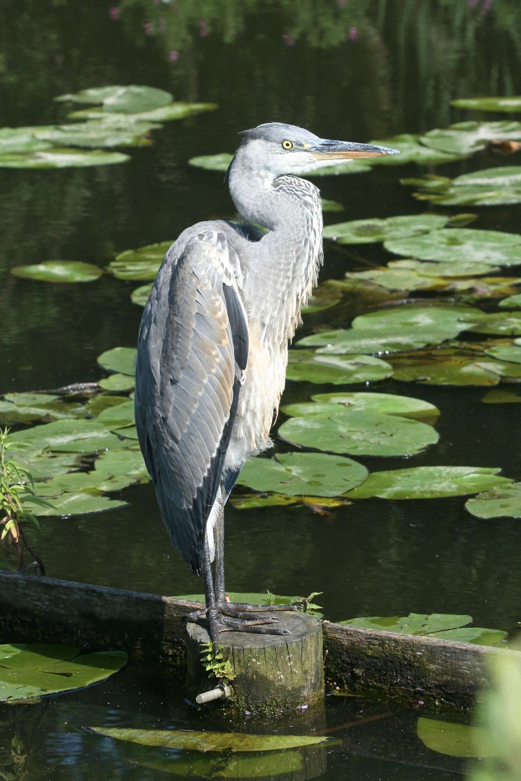 Image of Ardea cinerea cinerea Linnaeus 1758