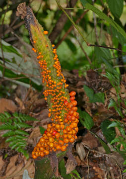 Image of Amorphophallus hewittii Alderw.