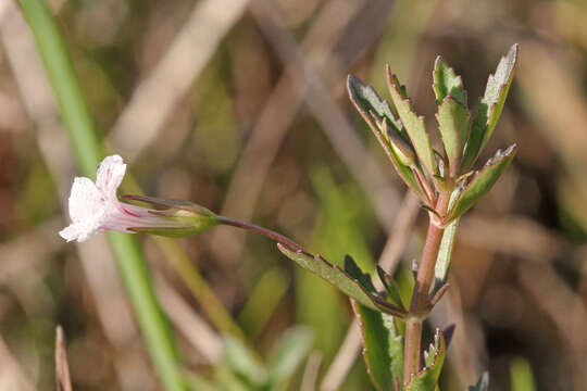 Mecardonia acuminata (Walt.) Small resmi