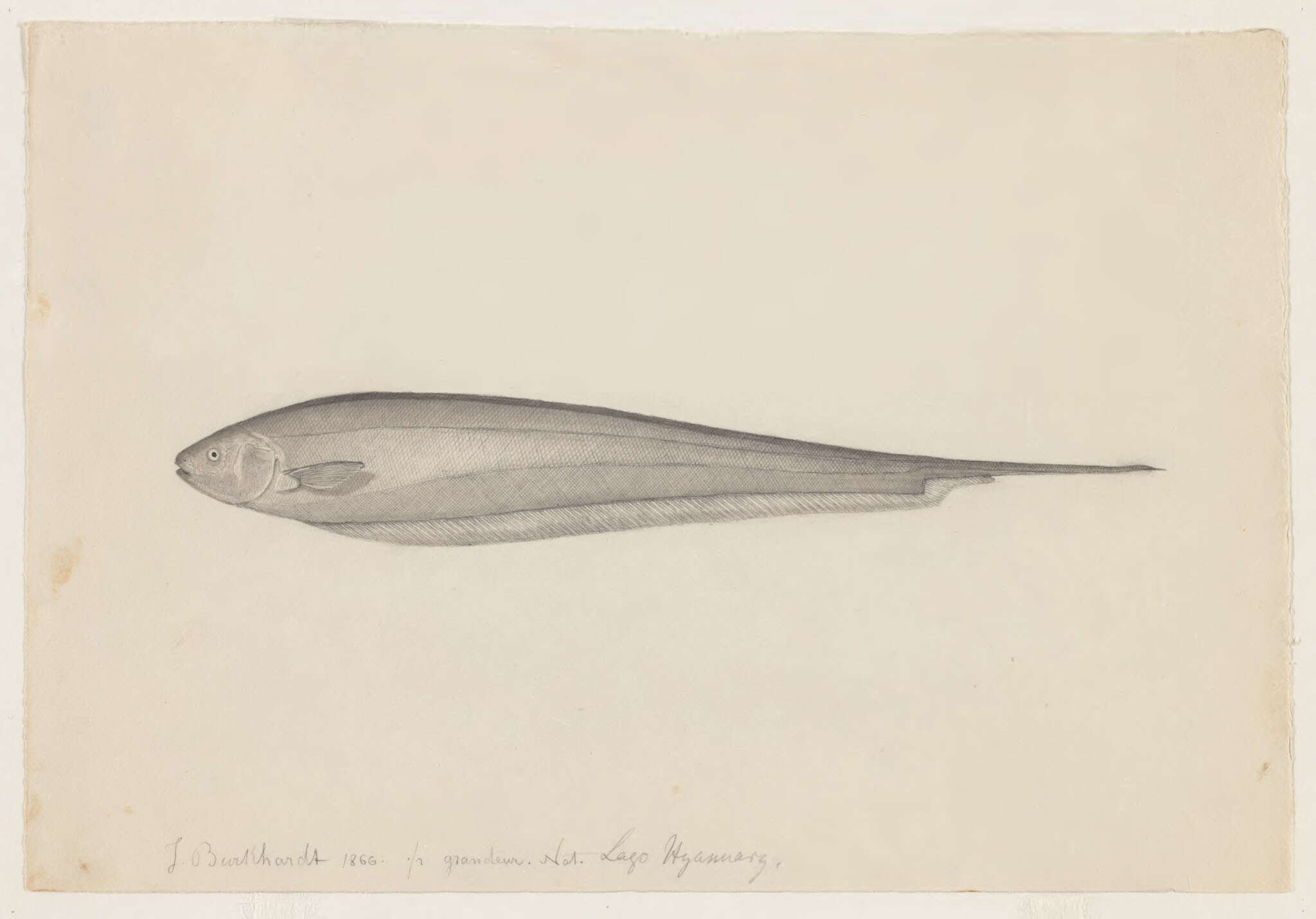 Image of glass knifefishes