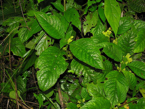 Image of Chrysothemis friedrichsthaliana (Hanst.) H. E. Moore