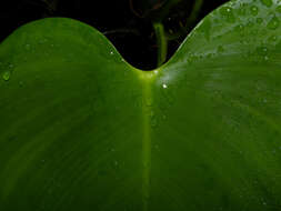 Image of Philodendron microstictum Standl. & L. O. Williams