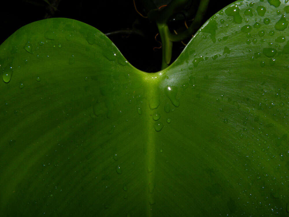 Philodendron microstictum Standl. & L. O. Williams的圖片