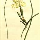 Image of Moraea fugax subsp. fugax