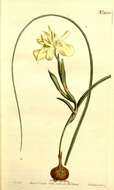 Image of Moraea fugax (D. Delaroche) Jacq.