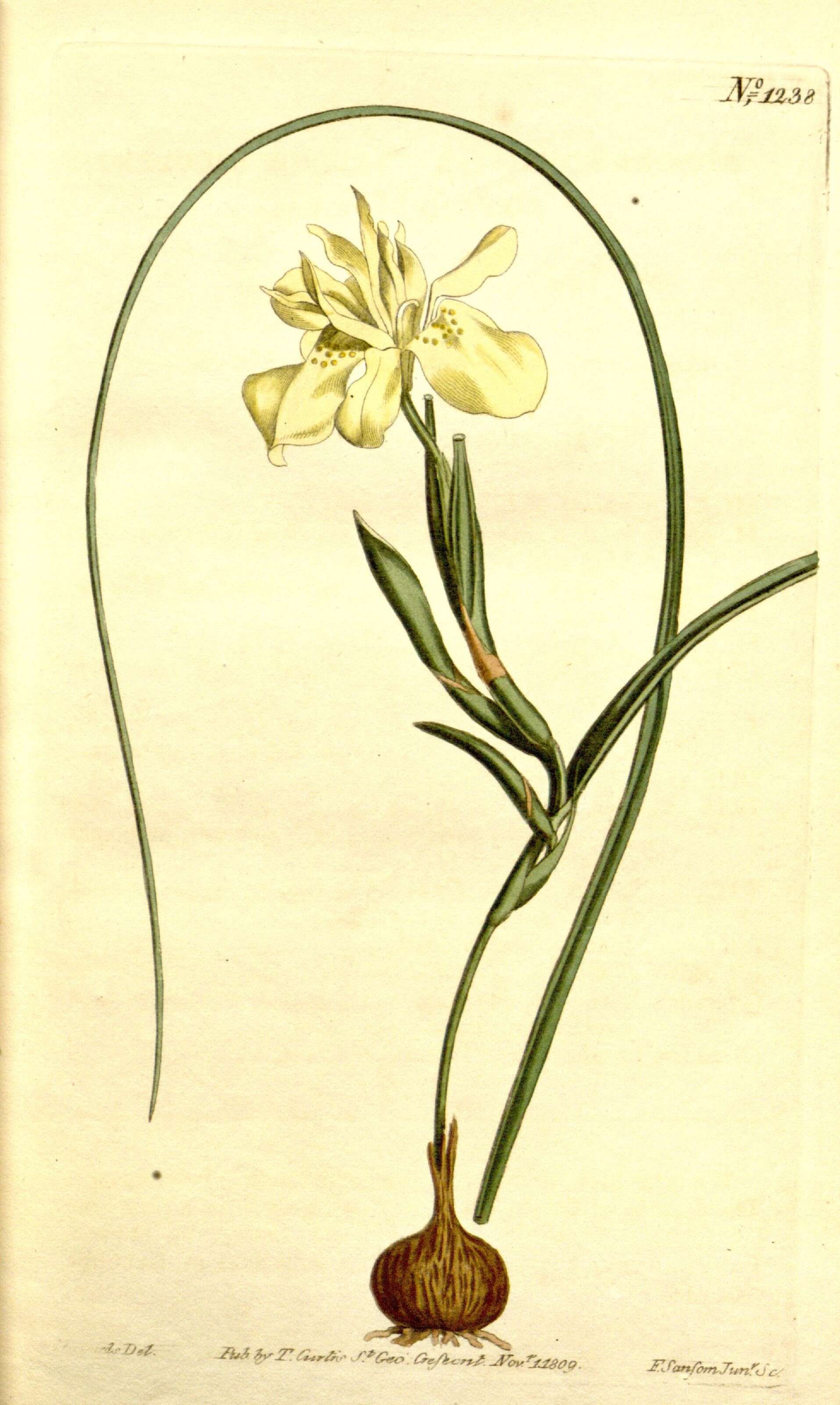 Image of Moraea fugax (D. Delaroche) Jacq.