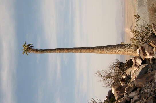 Image of Pachypodium namaquanum (Wyley ex Harv.) Welw.