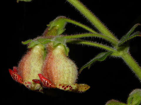 Image of Kohleria allenii Standl. & L. O. Williams