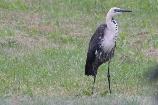 Image of Pacific Heron