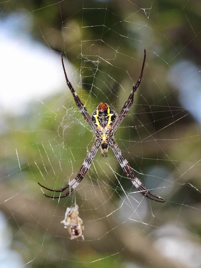 Imagem de Argiope keyserlingi Karsch 1878