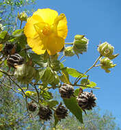 Image of Indian mallow