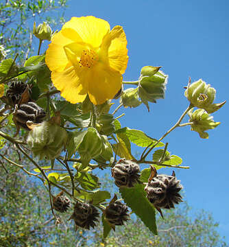 Image of hairy Indian mallow