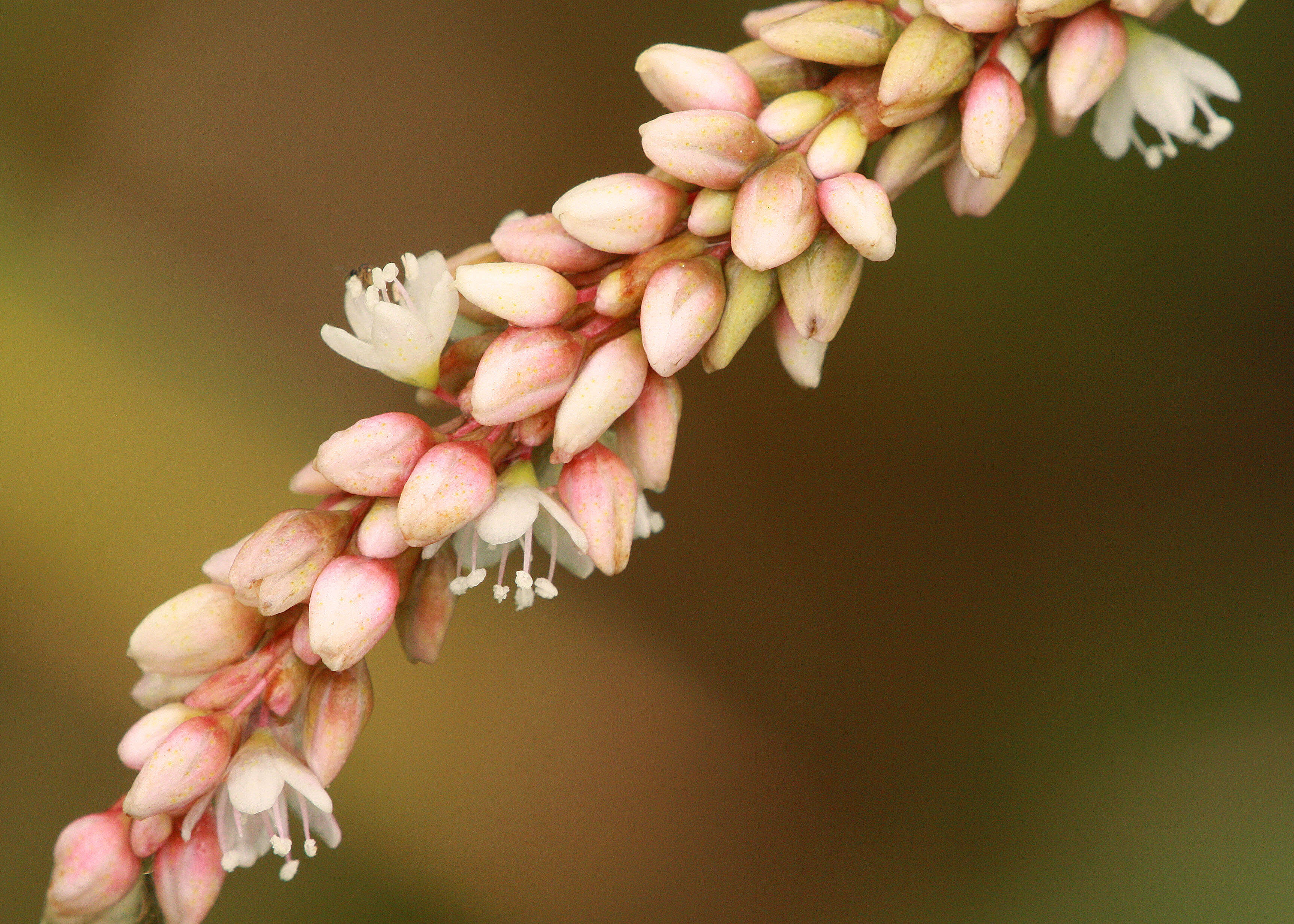 Image of Pinkweeds