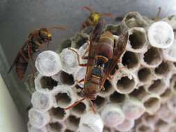 Image of Polistes humilis (Fabricius 1781)