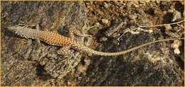 Image of Husaben Sand Lizard