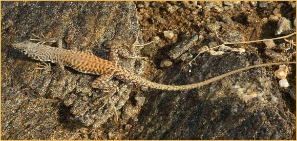 Image of Husaben Sand Lizard