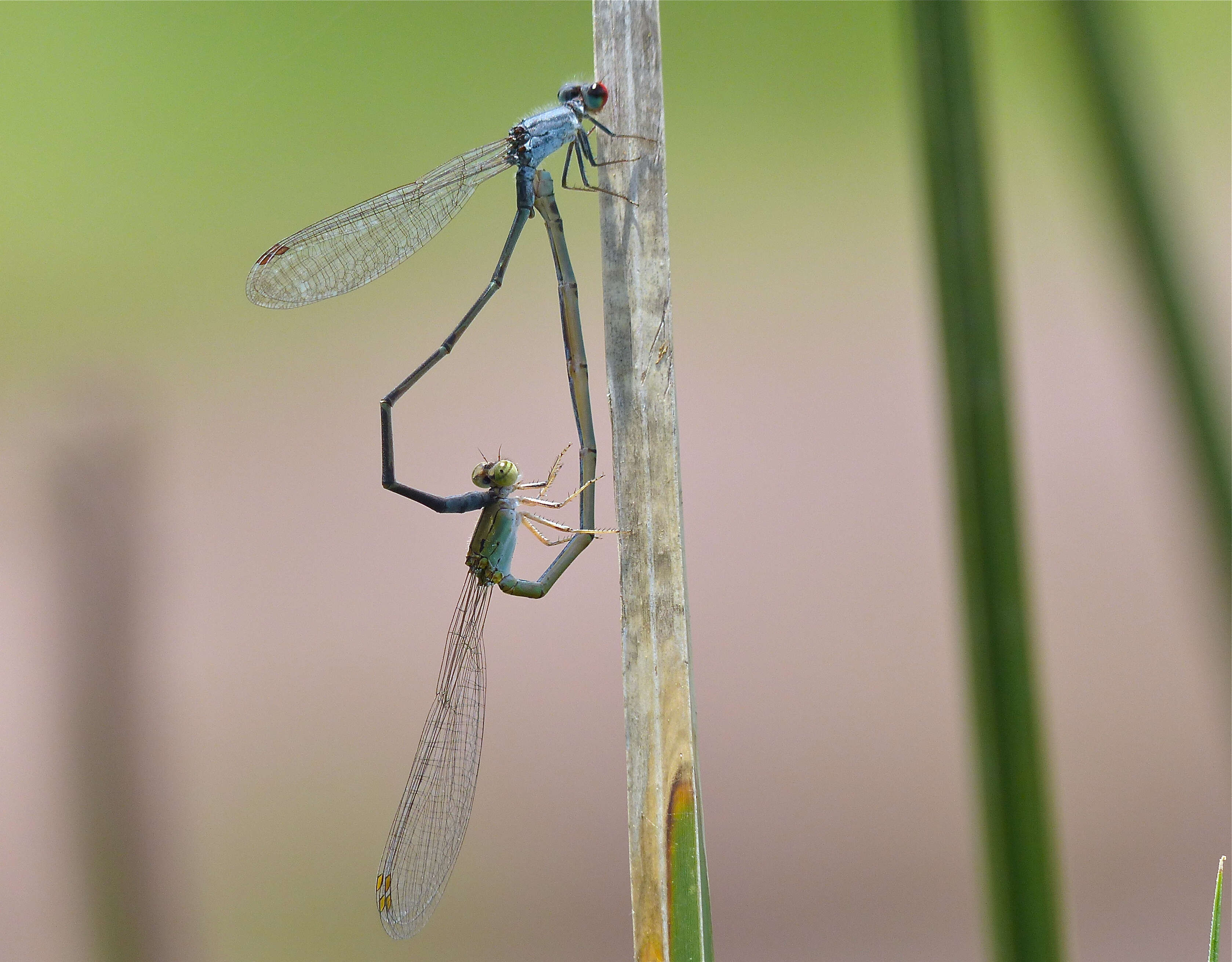 Image of Pseudagrion Selys 1876