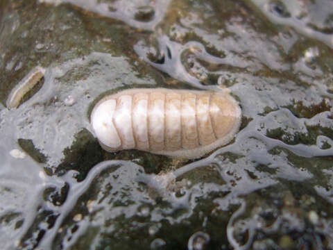 Imagem de Leptochiton rugatus (Carpenter ex Pilsbry 1892)