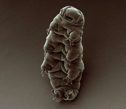 Image of water bears