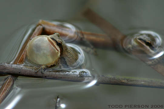 Image of Western Chorus Frog