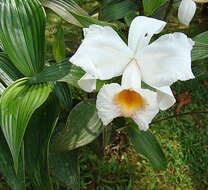 Image of Sobralia leucoxantha Rchb. fil.