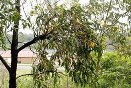 Imagem de Dendrophthoe vitellina (F. Müll.) Tieghem