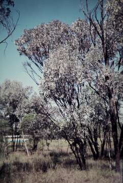 Слика од Acacia harpophylla F. Muell. ex Benth.