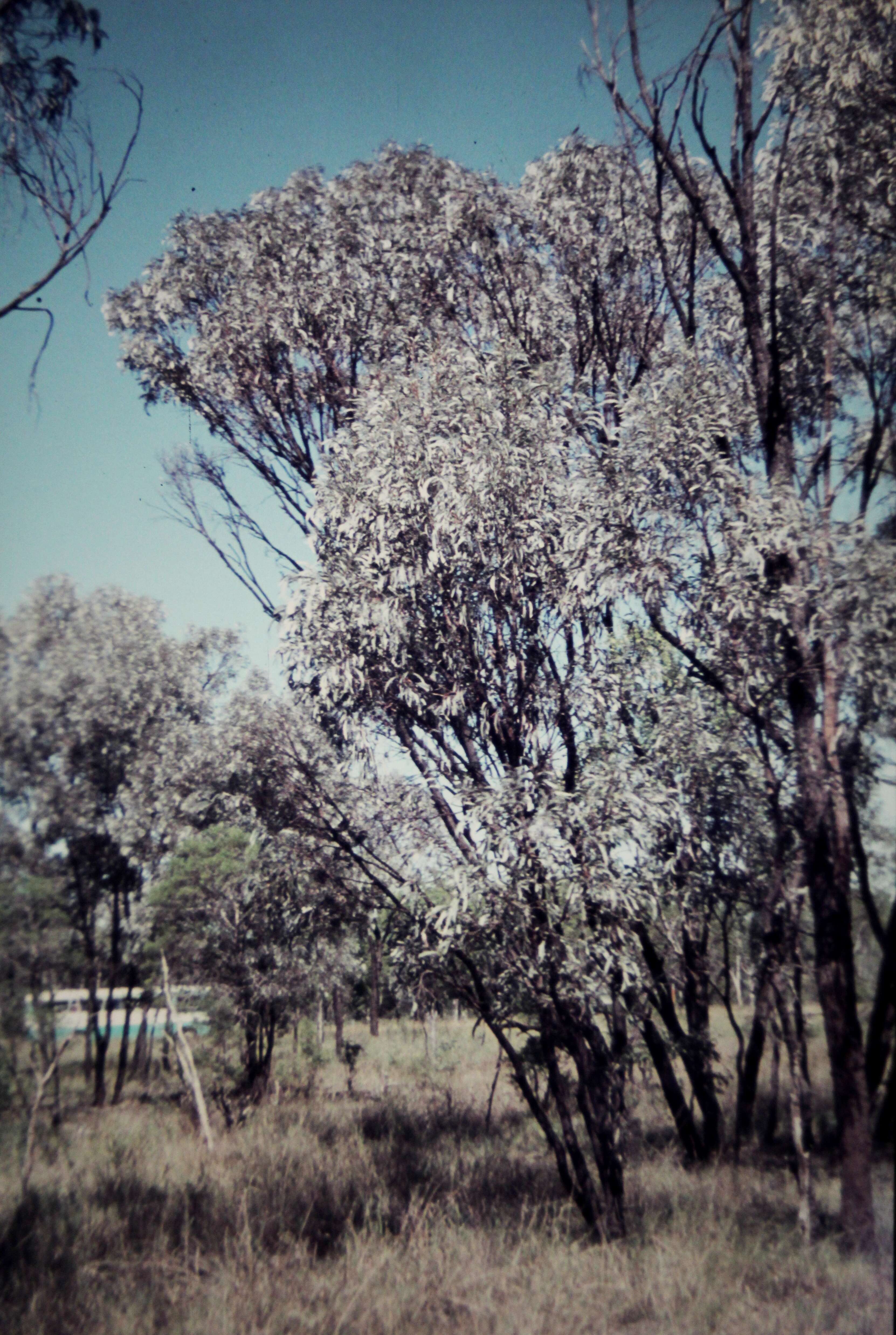 Image of Acacia harpophylla F. Muell. ex Benth.