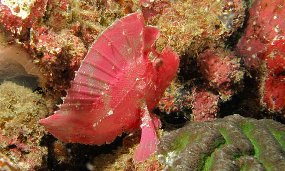 Image of Taenianotus