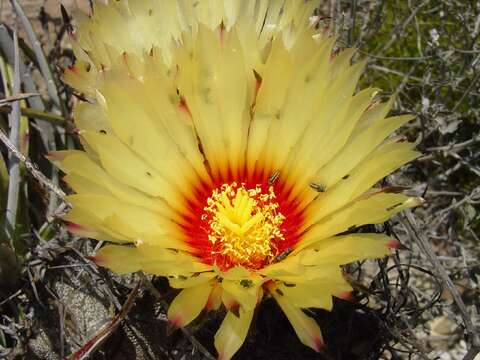 Image of astrophytum