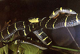 Image of Gold-ringed Cat snake