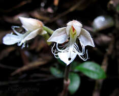 Image of Marbled jewel orchids