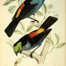 Tangara chilensis caelicolor (Sclater & PL 1851) resmi