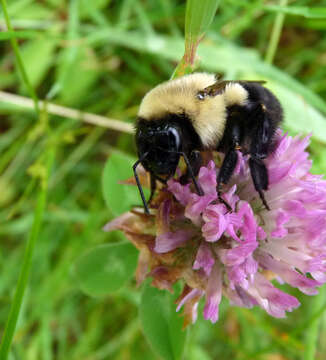 Image of Bumblebees